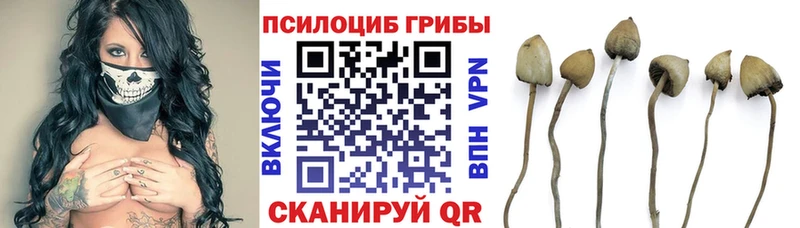 blacksprut зеркало  цены наркотик  Кириши  Галлюциногенные грибы Psilocybine cubensis 